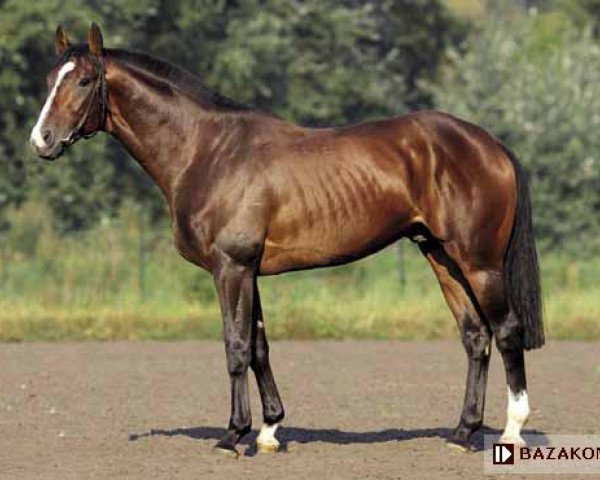 horse Rivil (polish noble half-breed, 2006, from Chef Supreme xx)