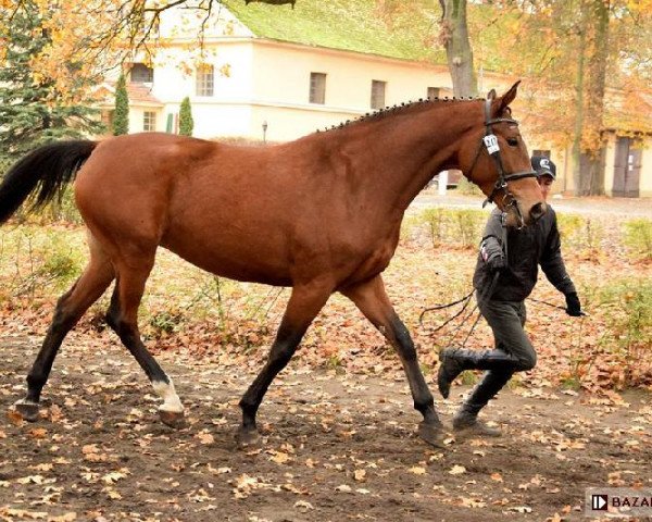 broodmare Rawa (polish noble half-breed, 2012, from Tjungske)