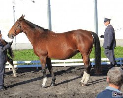 broodmare Rala (polish noble half-breed, 1999, from Lombardo)