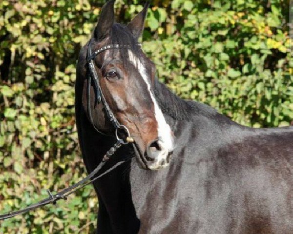 dressage horse Seal (Westphalian, 2004, from Sir Bedo)