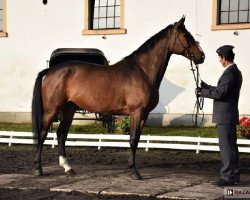 broodmare Czarna Hańcza (polish noble half-breed, 2008, from Clear to Jump)