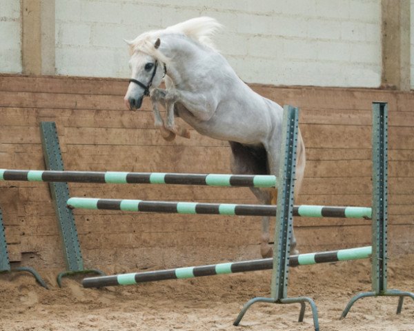 stallion Blue Ice des Bretis (Connemara Pony, 2011, from Ice And Fire D’albran)