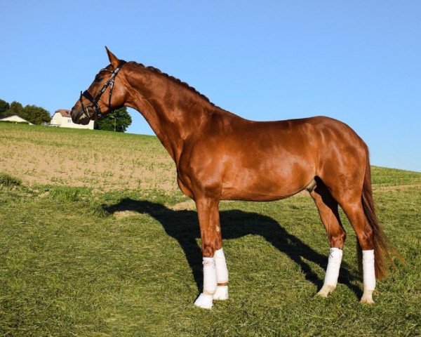 dressage horse Van Helsing Vermentino (Hanoverian, 2016, from Veneno)
