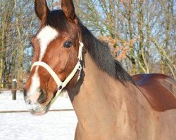 jumper Libbi (Westphalian, 2007, from Lord Caletto)