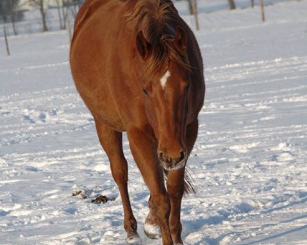 Pferd Genis Joplin (Quarter Horse, 2012)