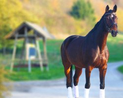 broodmare Finlady (Hanoverian, 2001, from Fabriano)