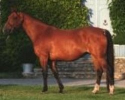 broodmare For Funnetty Z (Zangersheide riding horse, 2001, from For Pleasure)