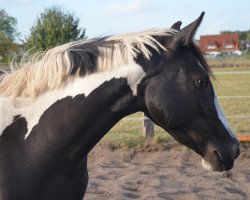 horse Golden Arina (Pinto / Small Riding Horse, 2014, from Golden Diamond)