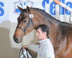 stallion Sunday de Riverland (Selle Français, 2006, from Quaprice Z)