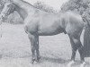 stallion Vergilius (KWPN (Royal Dutch Sporthorse), 1979, from Pionier)
