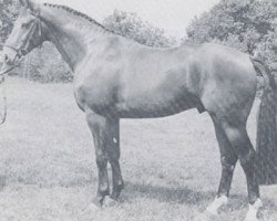 Deckhengst Vergilius (KWPN (Niederländisches Warmblut), 1979, von Pionier)