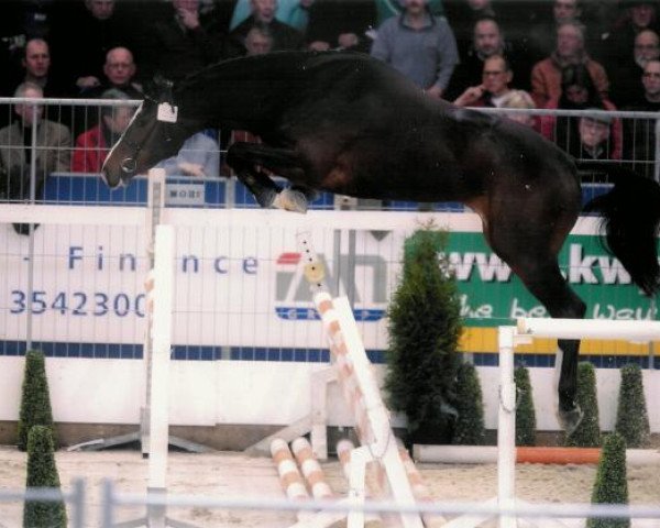 stallion Velvet Rose (KWPN (Royal Dutch Sporthorse), 2006, from Cantos)