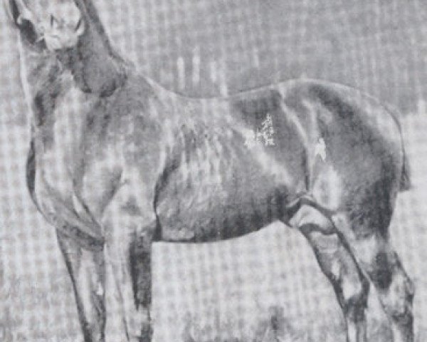 stallion Falb (Holsteiner, 1892, from Adjutant)