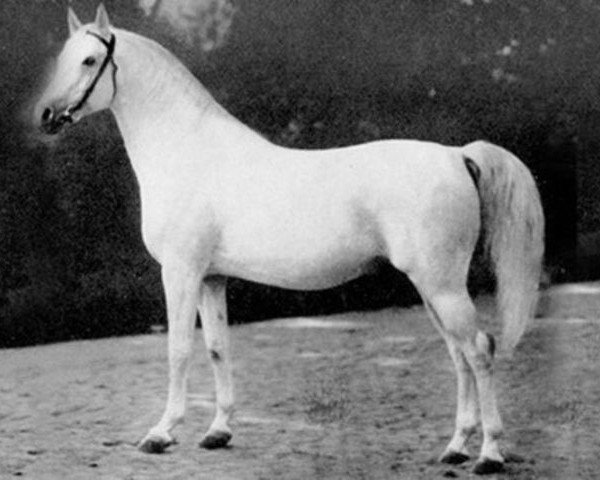 stallion Amurath-1896 ShA (Shagya Arabian, 1896, from Amurath 1881 ox)