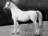 stallion Amurath-1896 ShA (Shagya Arabian, 1896, from Amurath 1881 ox)