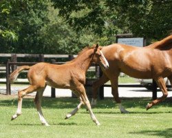 broodmare Sirene de Riverland (Selle Français, 2006, from Quaprice Z)