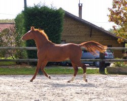 jumper Chesnut de Riverland (Selle Français, 2012, from Tinka's Boy)