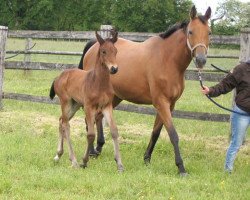 broodmare Qualiska de Riverland (Selle Français, 2004, from Dollar du Murier)