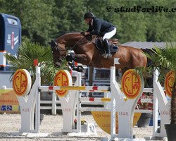 stallion HH Bresil de Riverland (Selle Français, 2011, from Canturano I)