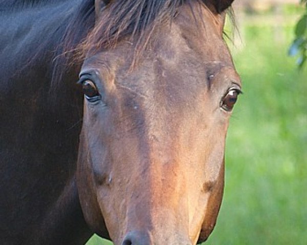 horse Silas 162 (Hanoverian, 2001, from Canaster I)
