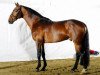 stallion Riscal la Silla (Mexican Riding Horse, 1997, from Risueno La Silla)