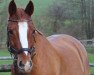 dressage horse Cappuccino 180 (German Riding Pony, 2010, from FS Cracker Jack)