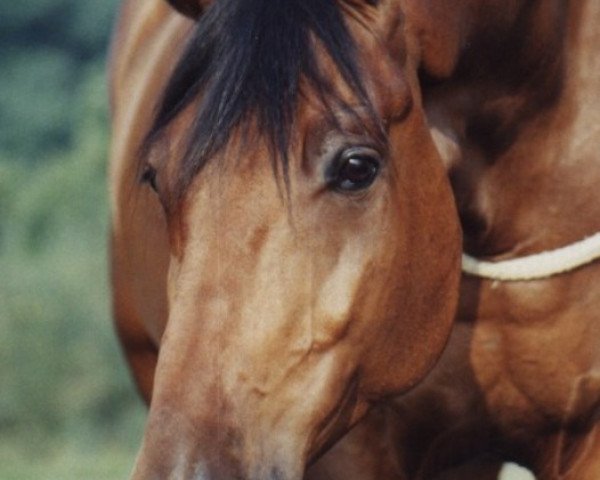 Pferd Shannon Eire (Holsteiner, 1994, von Coriall 2)