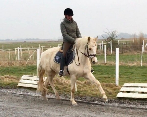 jumper On Duty (German Riding Pony, 2013, from The Braes My Mobility)