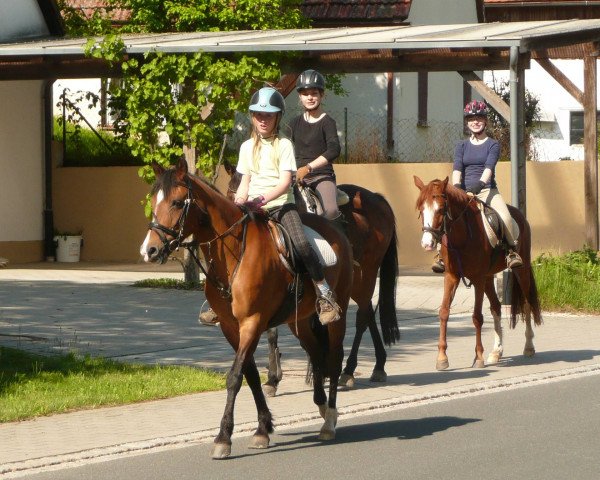 broodmare Büter's Shakira (New Forest Pony, 2002, from Young Winsome's Adrian)