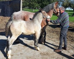 horse Harry (Rhenish-German Cold-Blood, 2021, from Hadrian)