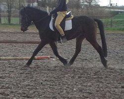 dressage horse Dusty 868 (New-Forest-Pony, 2008, from Justice H.R.)