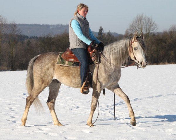 horse Gracjozo (Arabian thoroughbred, 2013)