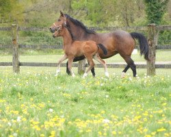 broodmare Missrazzia de Kerser (Selle Français, 2000, from Chapman Rouge)