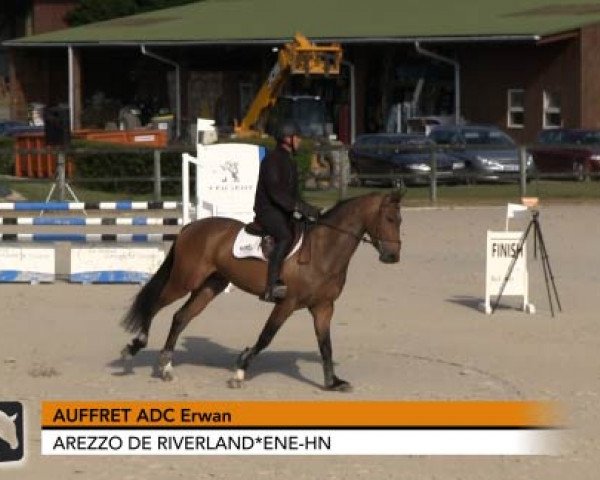 horse Arezzo de Riverland (Selle Français, 2010, from Lux Z)