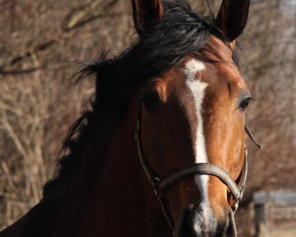 Pferd Stiefelkönig (Oldenburger, 2003, von Silvano)