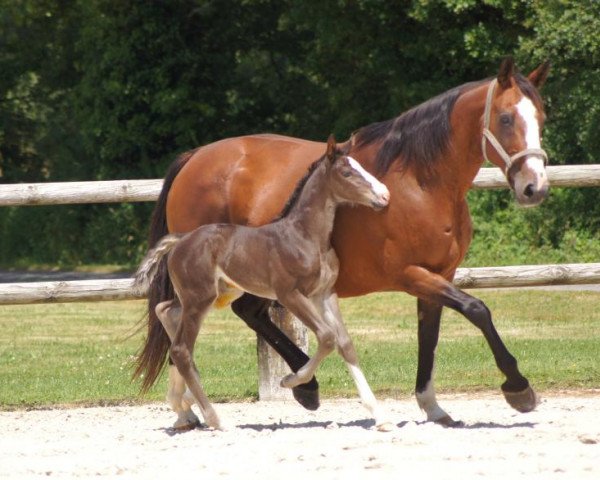 broodmare Jilly de Riverland (Selle Français, 1997, from Le Tôt de Semilly)