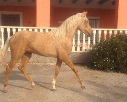 horse Encantador de Conesa (Pura Raza Espanola (PRE), 2015, from Bertin AC)