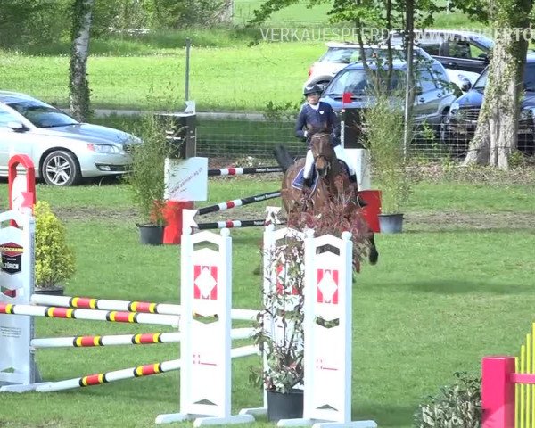 Reitturnier Uster 2019