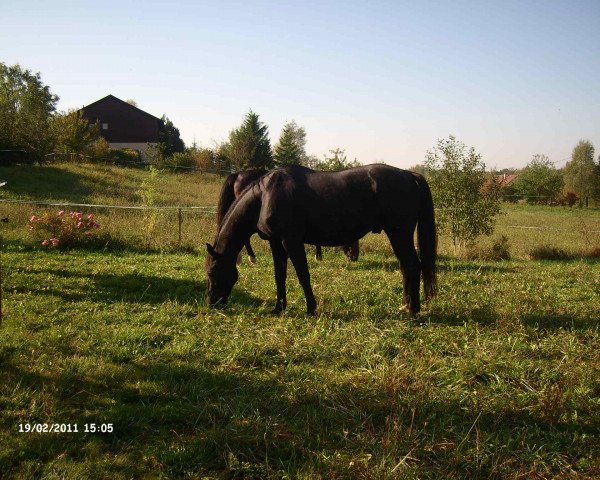 Pferd Kampay v. Bremerhof (Zweibrücker, 1993, von Kavaliero)