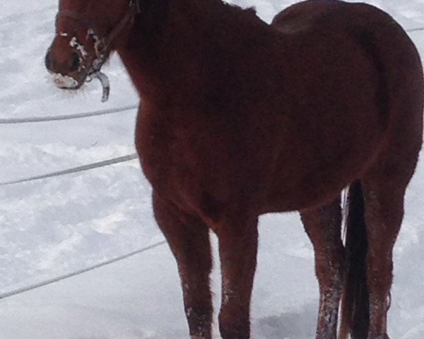 Pferd QT Shineup The Light (Quarter Horse, 2014)