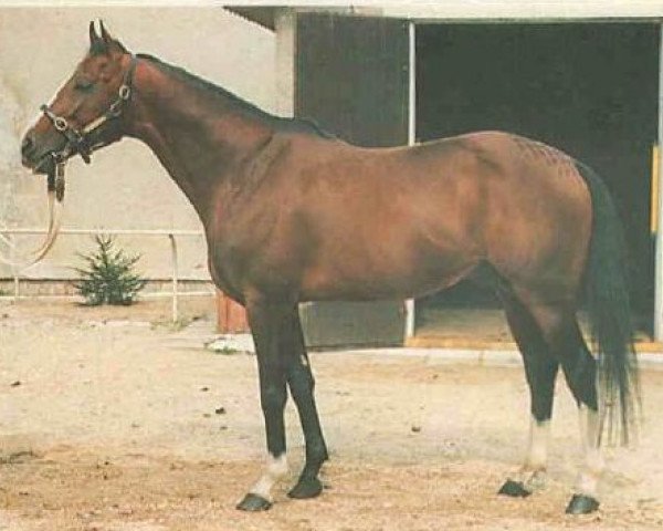 stallion Notorius xx (Thoroughbred, 1980, from Pomade Kiraly xx)