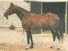 stallion Notorius xx (Thoroughbred, 1980, from Pomade Kiraly xx)