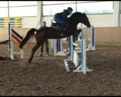 dressage horse Aber Hallo 38 (German Riding Pony, 2012, from A Gorgeous)