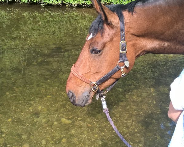 broodmare Ria Cara (Hanoverian, 2004, from Rubin Royal OLD)