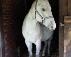 horse Kleiner Onkel3750 (polish noble half-breed, 2007)