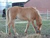 dressage horse Dimension's Dancing Dream (German Riding Pony, 2016, from Dimension AT NRW)