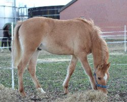 dressage horse Dimension's Dancing Dream (Deutsches Reitpony, 2016, from Dimension AT NRW)