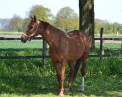 broodmare Dublin's'As (Westphalian, 1997, from Dublin L)