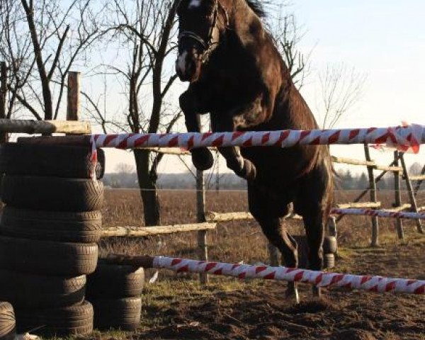 horse Nokaut (Polish Warmblood, 2010, from Trawant)