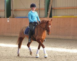 broodmare Holsteins Jule (German Riding Pony, 2008, from Holsteins Wellness)